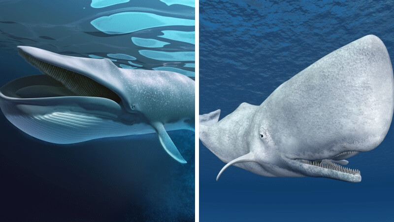 Difference entre baleine et cachalot