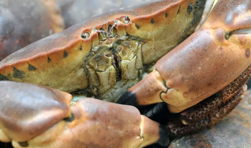 Difference entre crabe et tourteau