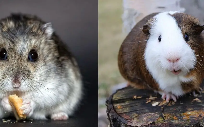 Difference entre hamster et cochon dinde