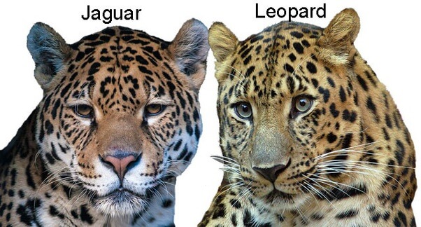 Difference entre jaguar et leopard