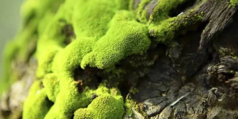 Difference entre mousse et lichen