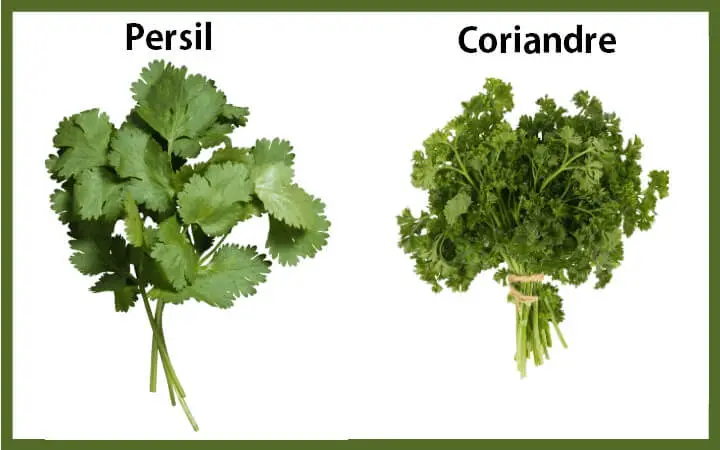 Difference entre persil et coriandre