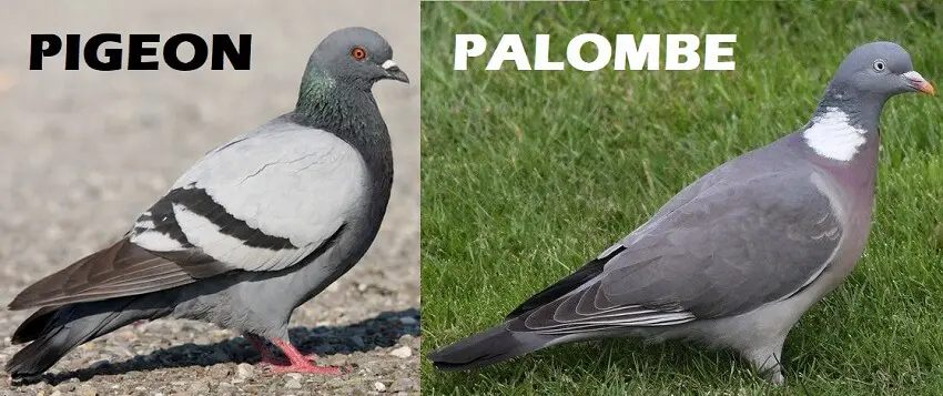 Difference entre pigeon et palombe