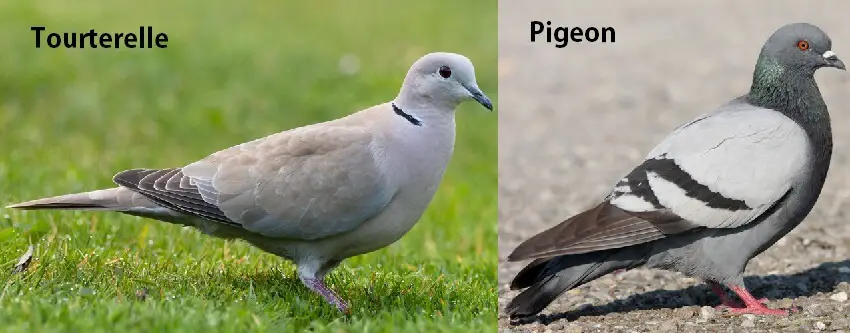 Difference entre pigeon et tourterelle