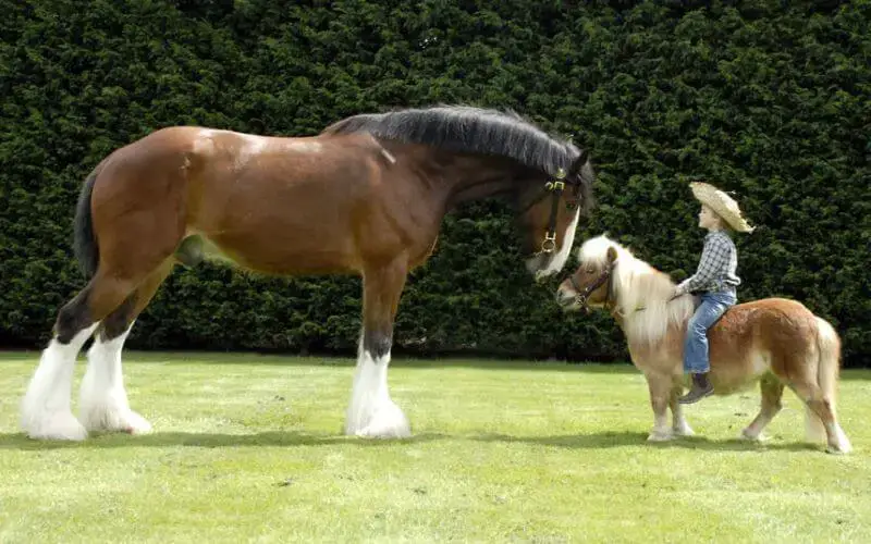 Difference Entre Poney Et Cheval Bricoleurs