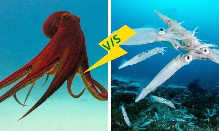 Difference entre poulpe et calamar