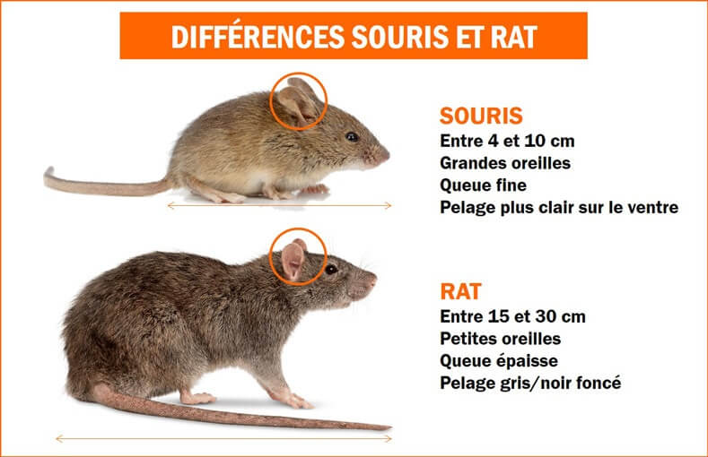 Difference entre rat et souris