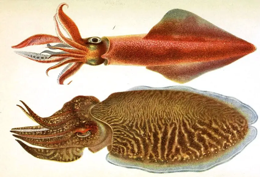 Difference entre seiche et calamar
