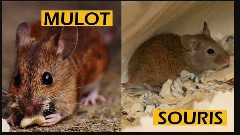Difference entre souris et mulot