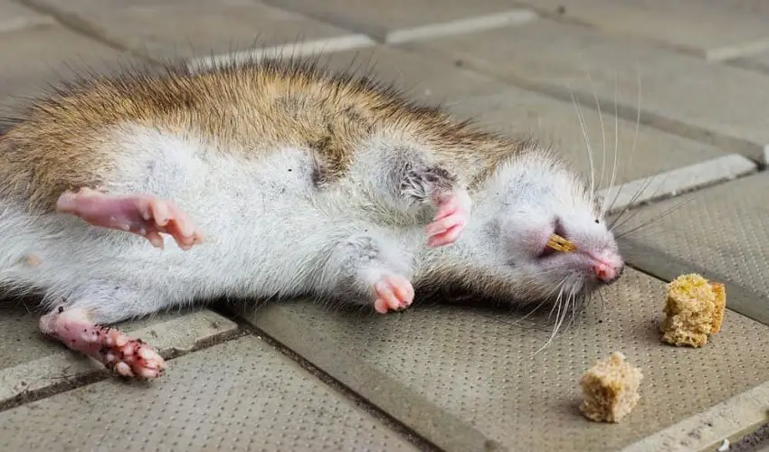 En combien de temps meurt un rat empoisonne