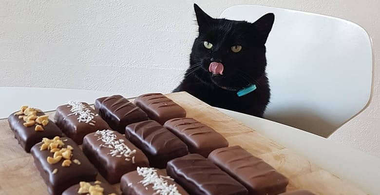 Peut on donner du chocolat a un chat