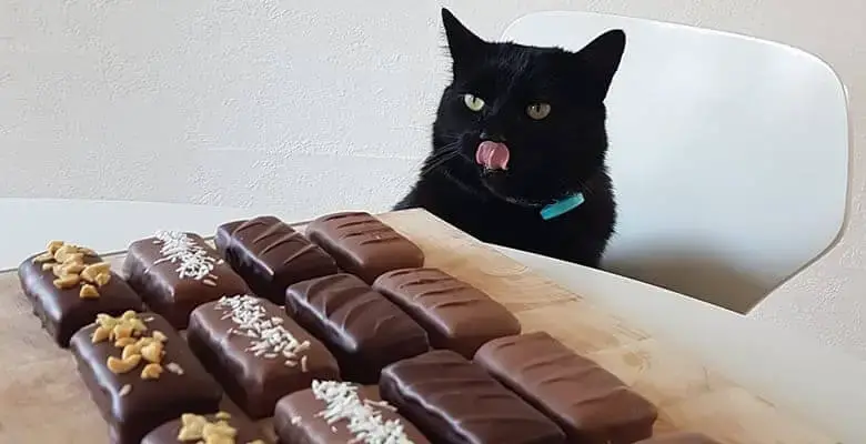 Peut On Donner Du Chocolat A Un Chat Bricoleurs