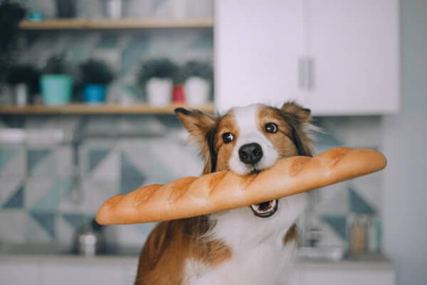 Peut on donner du pain a un chien