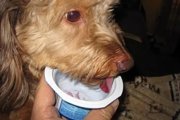 Peut on donner du yaourt a un chien