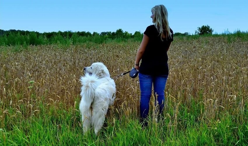 Peut on promener son chien sans laisse dans les champs