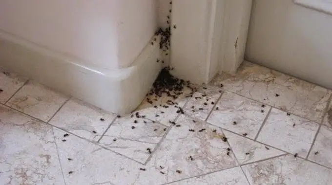 Pourquoi des fourmis dans la maison