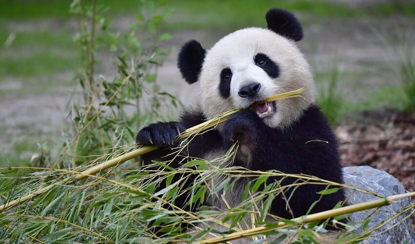 Pourquoi le panda est en voie de disparition