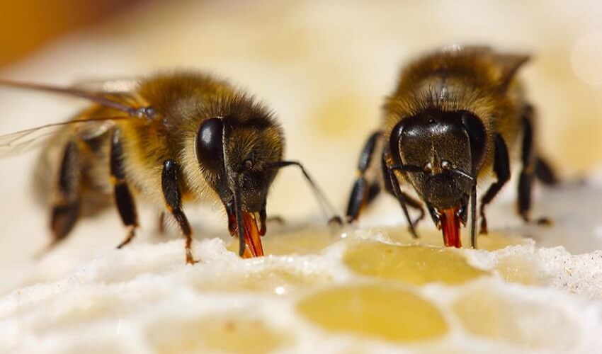 Pourquoi les abeilles font du miel