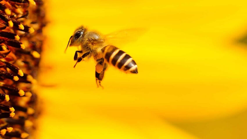 Pourquoi les abeilles sont indispensables