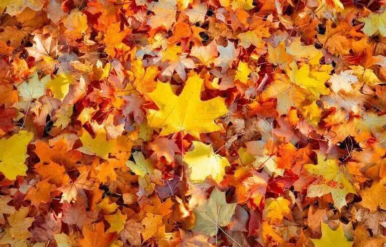 Pourquoi les feuilles tombent en automne