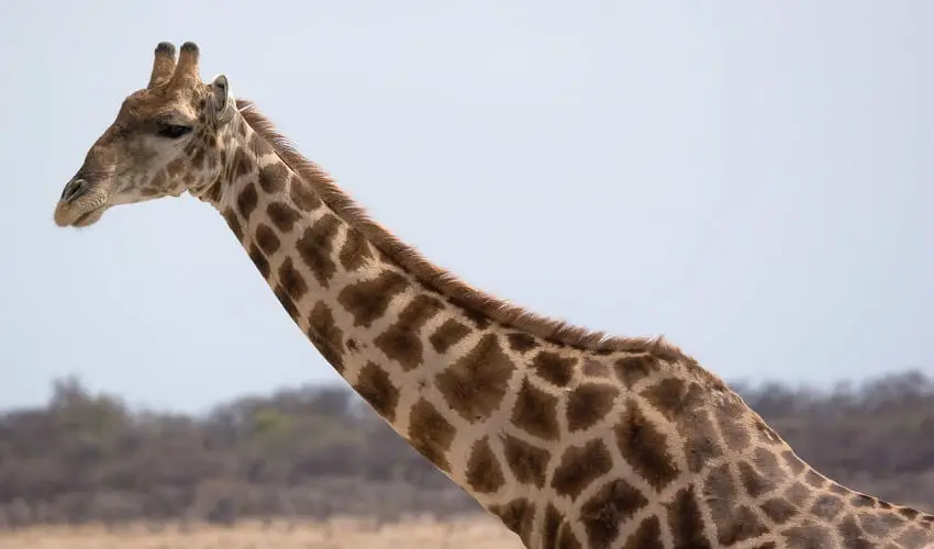 Pourquoi les girafes ont un long cou