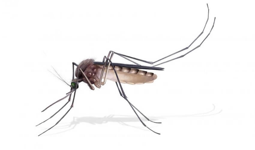 Pourquoi les moustiques font du bruit
