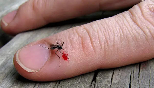 Pourquoi les moustiques nous piquent