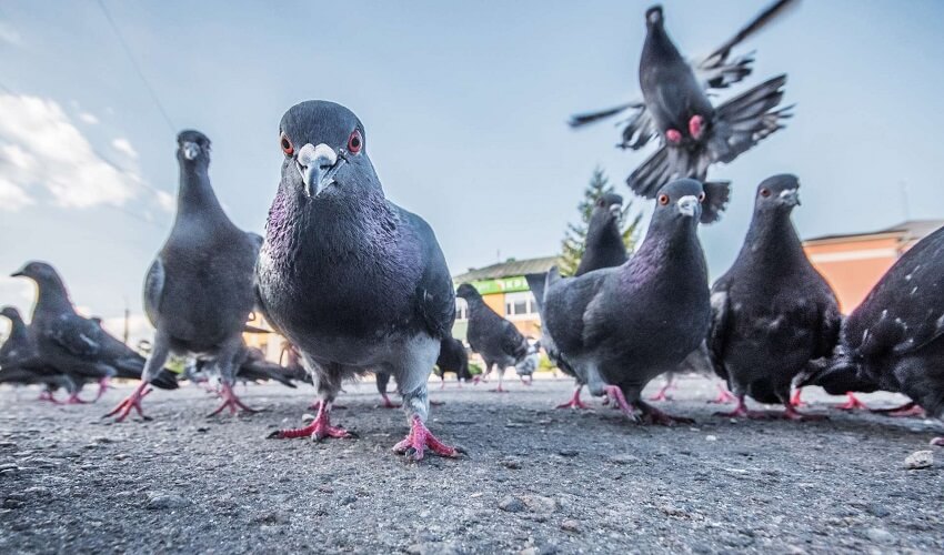Pourquoi les pigeons roucoulent