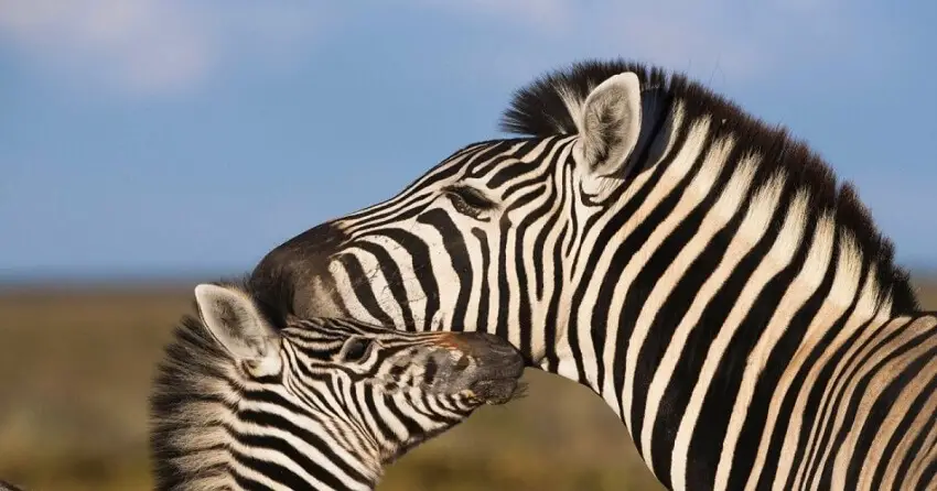Pourquoi les zebres ont des rayures