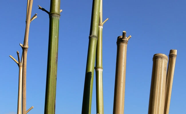 Quand couper bambous pour conserver