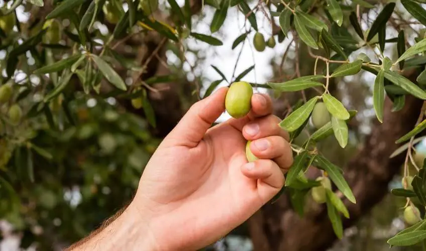 Quand cueillir les olives