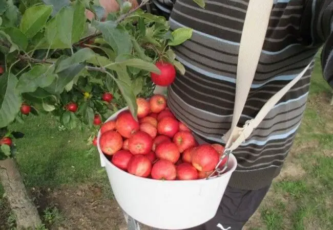 Quand cueillir les pommes
