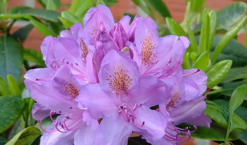 Quand fleurit le rhododendron