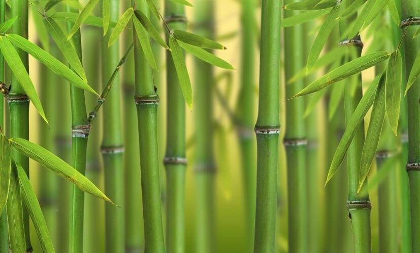 Quand planter du bambou