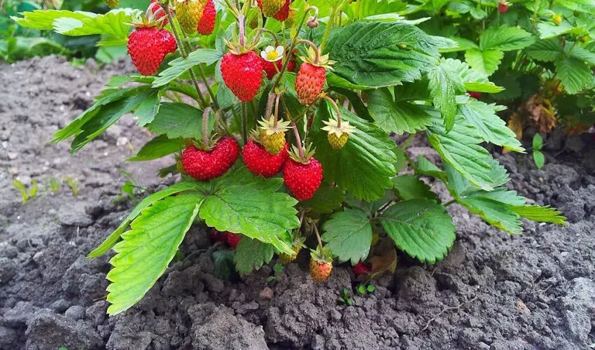 Quand planter les fraisiers en pleine terre