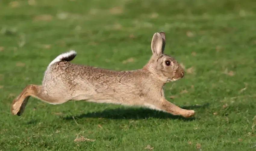 Que Mange Le Lapin Sauvage Bricoleurs