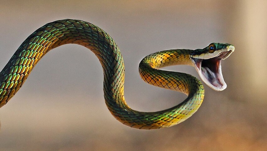 Que mange le serpent