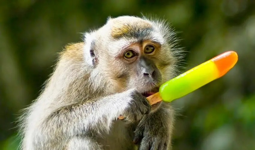 Que mange le singe