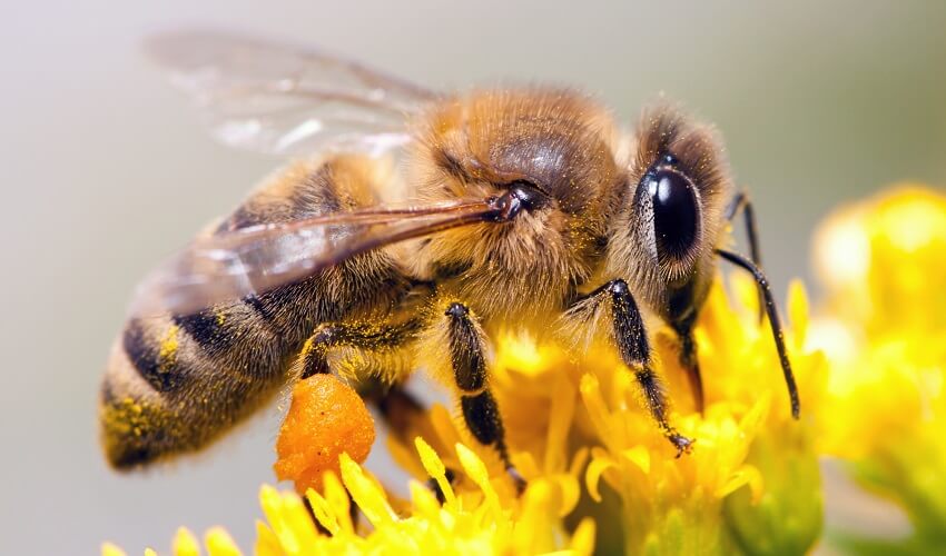 Que mangent les abeilles