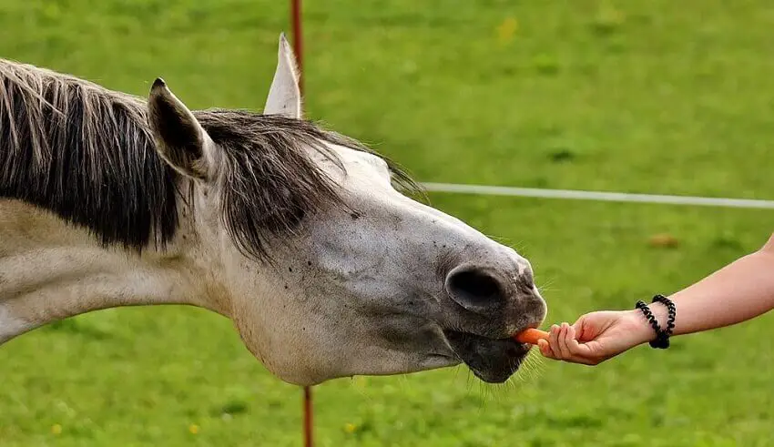 Que mangent les chevaux