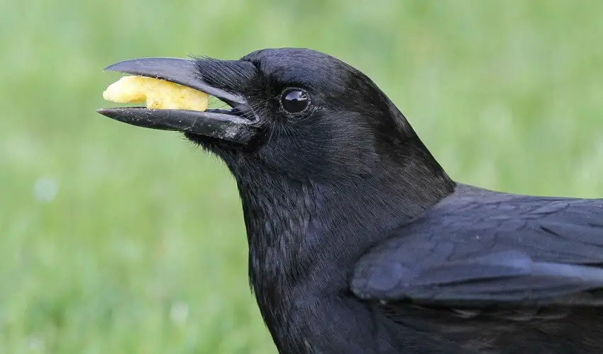 Que mangent les corbeaux