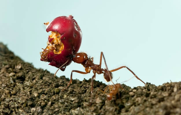 Que mangent les fourmis