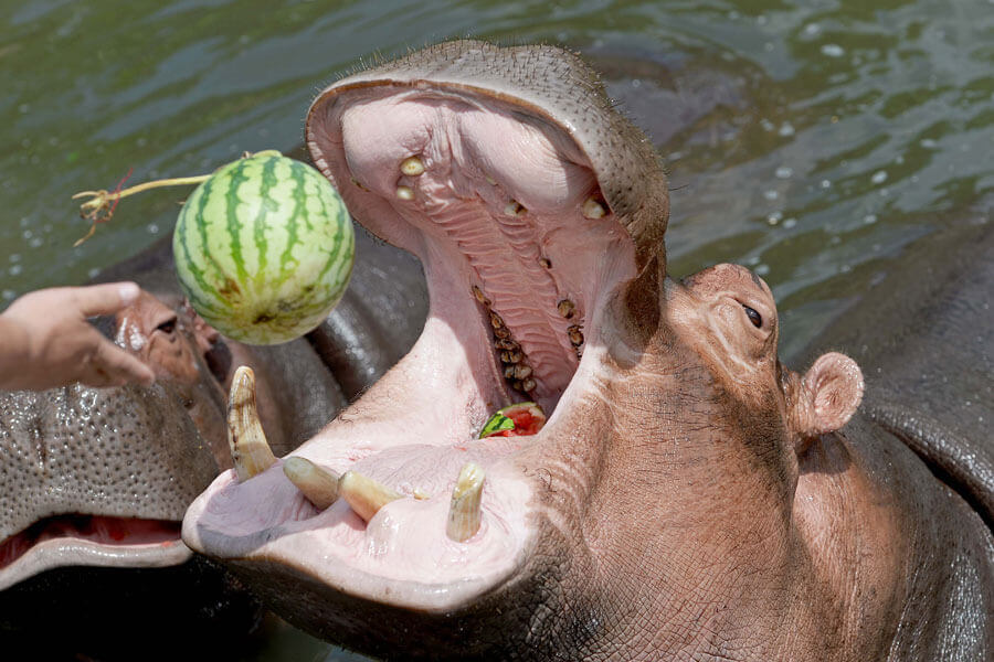 Que mangent les hippopotames