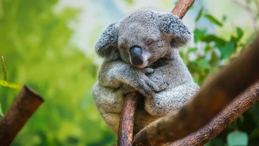 Que mangent les koalas