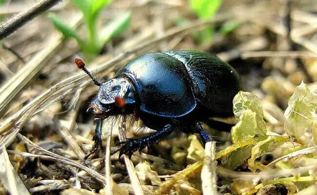 Que mangent les scarabees