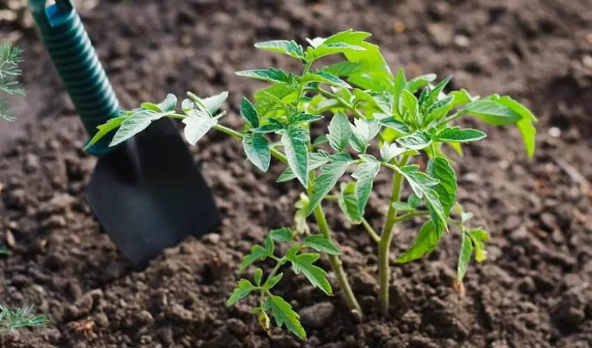 Quand planter les plants de tomates en pleine terre