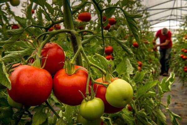 Quand planter les tomates sous serre