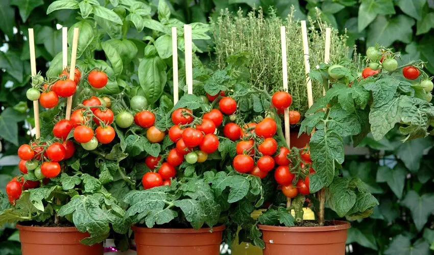 Quand planter les tomates