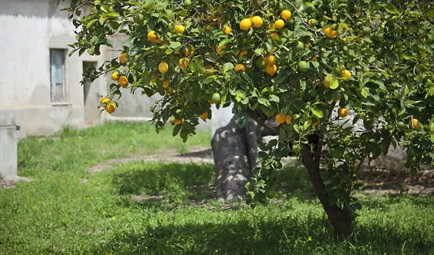 Quand planter un citronnier