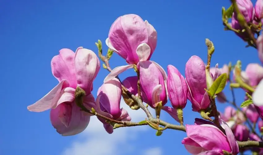 Quand planter un magnolia